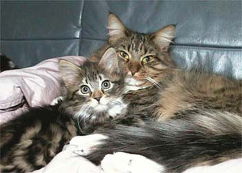2kittens.jpg