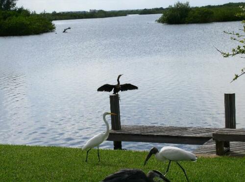 anhinga03.jpg