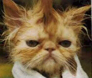 catbath.gif