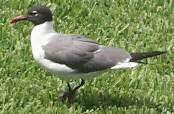 dicks_tern.jpg