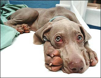 doggie_bed.jpg