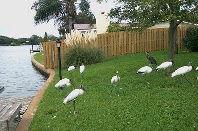 fence_birds.jpg