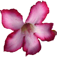 florida_rose.gif
