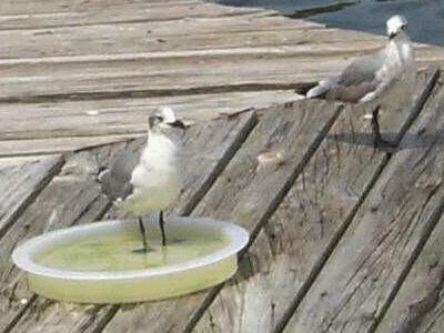 gull_in_dish.jpg