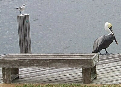 gull_pelican_dock.jpg