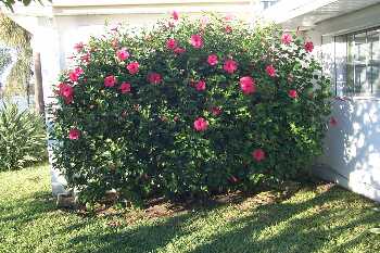 hibiscus_shrub_data.jpg