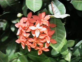 ixora.jpg