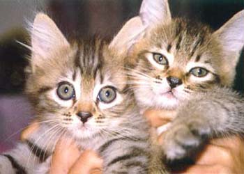 kittens2.jpg