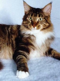 maine_coon.jpg