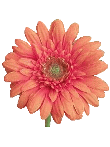 orange_flower_data.gif