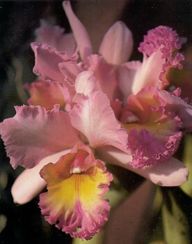 orchid.jpg