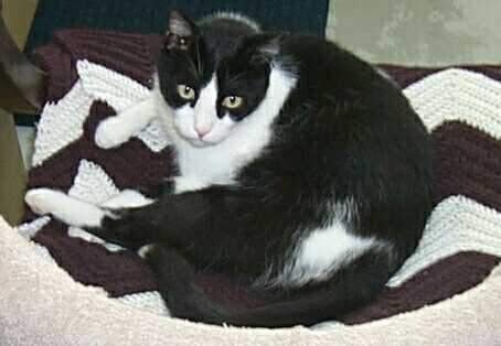 oreo_curled_up.jpg