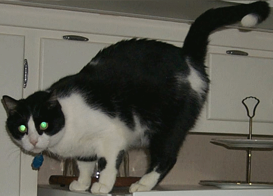 oreo_dazzle.gif