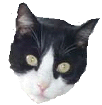 oreo_transparent.gif