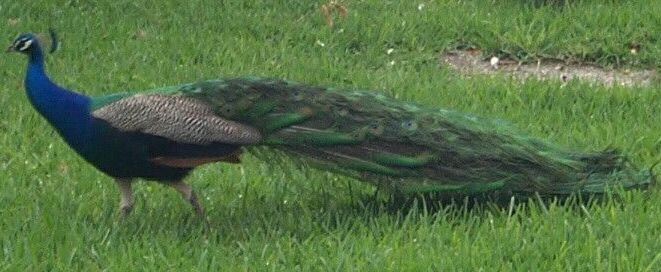 p_cock1.jpg