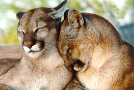 panther2cuddling.jpg