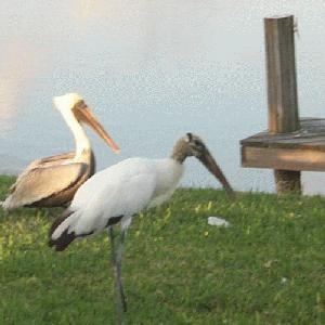 pelican_and_stork_page.jpg