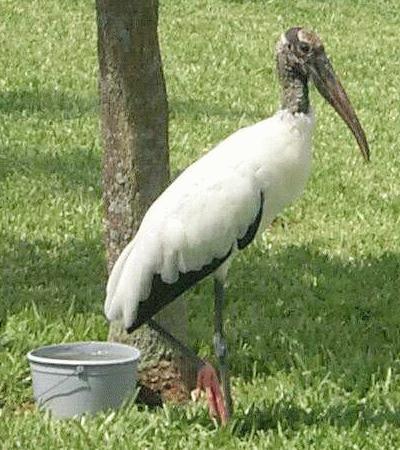 stork_using_potty.jpg