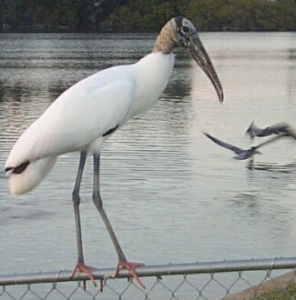 storkclose.jpg